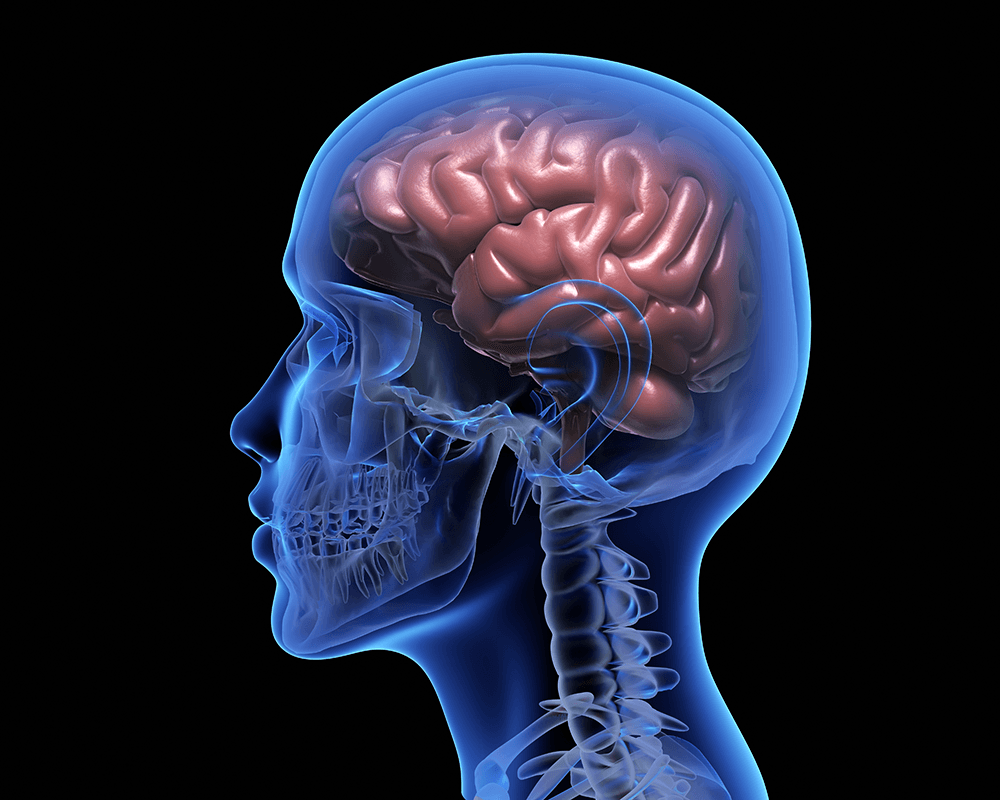 human-head-anatomical-illustration-with-brain-2026-03-13-01-56-47-utc.png